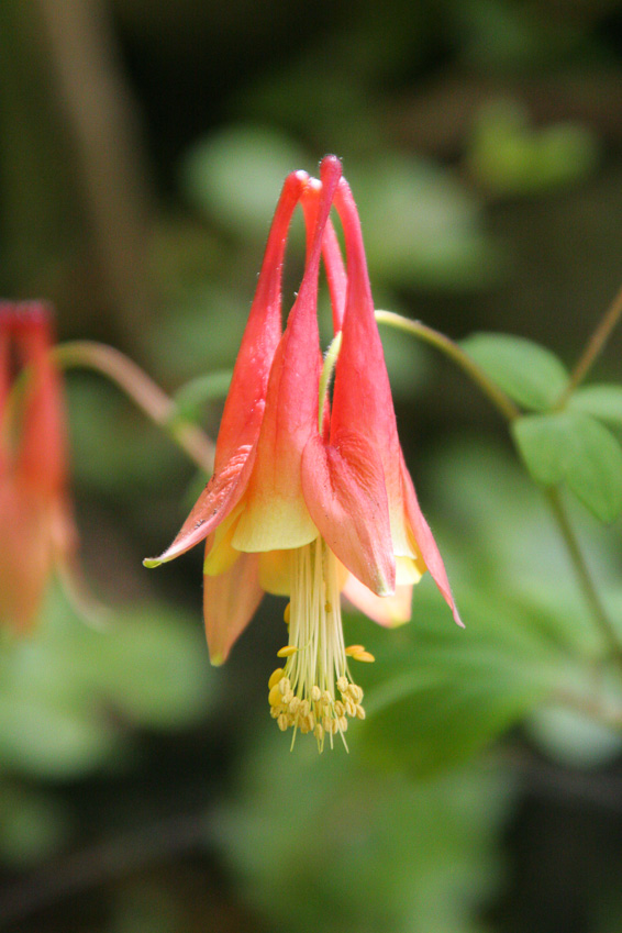 Wild columbine - Clifton Gorge May 2005