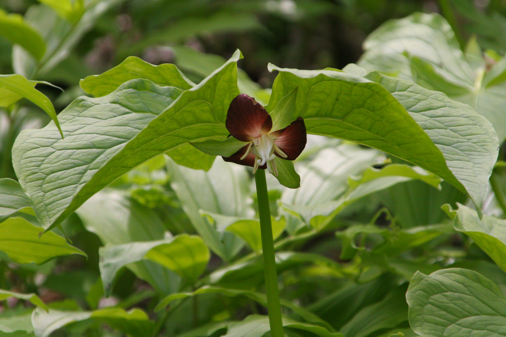 Red Drooping trillium - Clifton Gorge May 2005