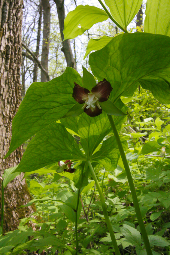 Red Drooping trillium - Clifton Gorge May 2005