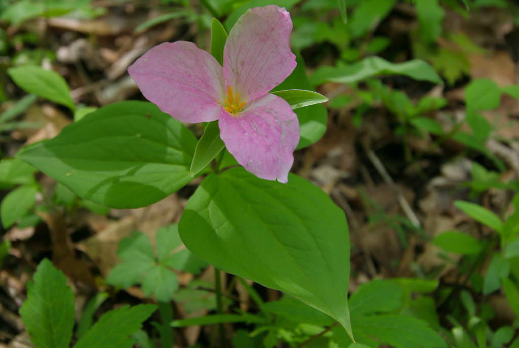 Pink phase of Large-flowered trillium - Clifton Gorge May 2005