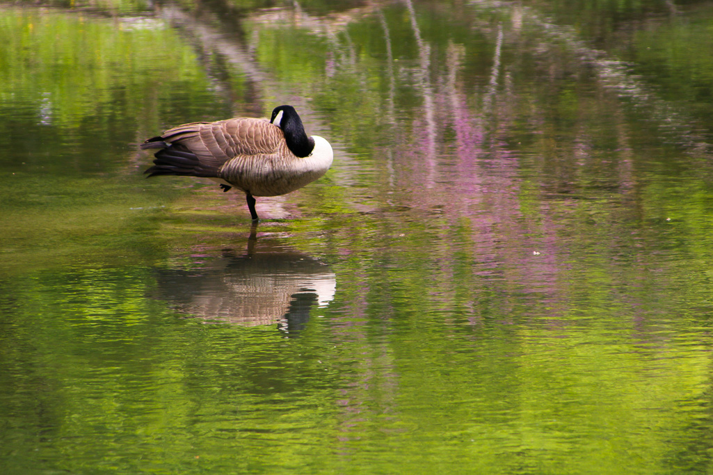 Canadian goose - Clifton Gorge May 2005