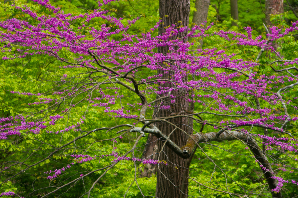 Redbud - Clifton Gorge May 2005