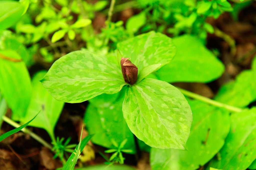 Toad trillium - Clifton Gorge May 2013