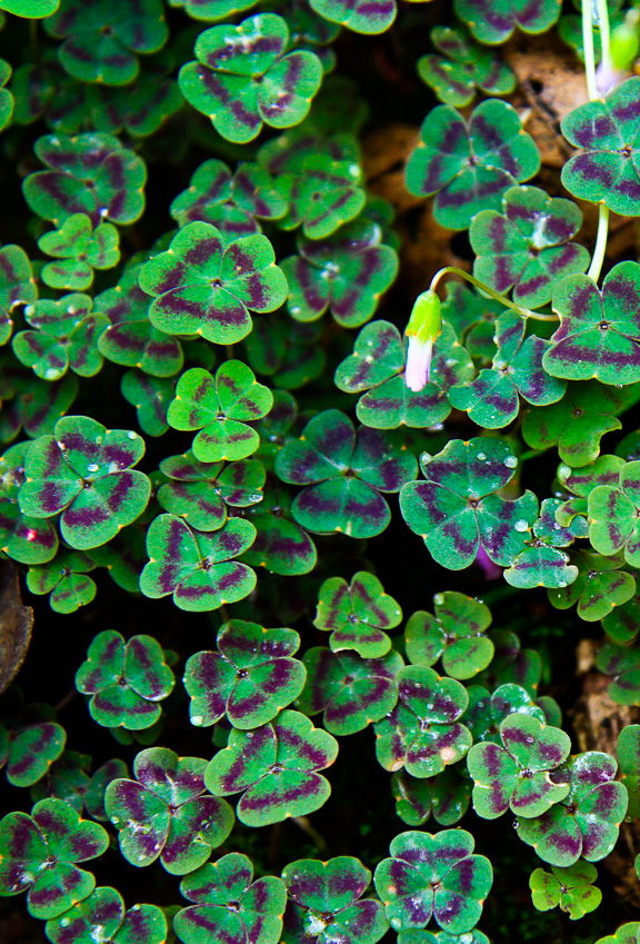 Wood sorel - Clifton Gorge May 2013