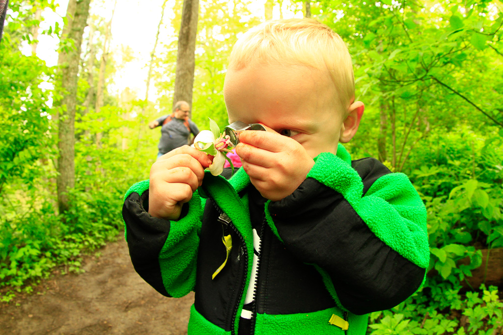Cam investigating a fallen trillium bloom - Clifton Gorge May 2013