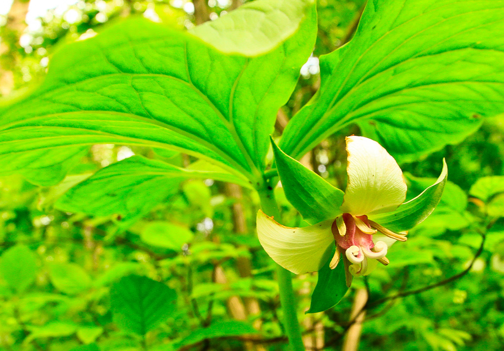 Nodding, or drooping, trillium - Clifton Gorge May 2013