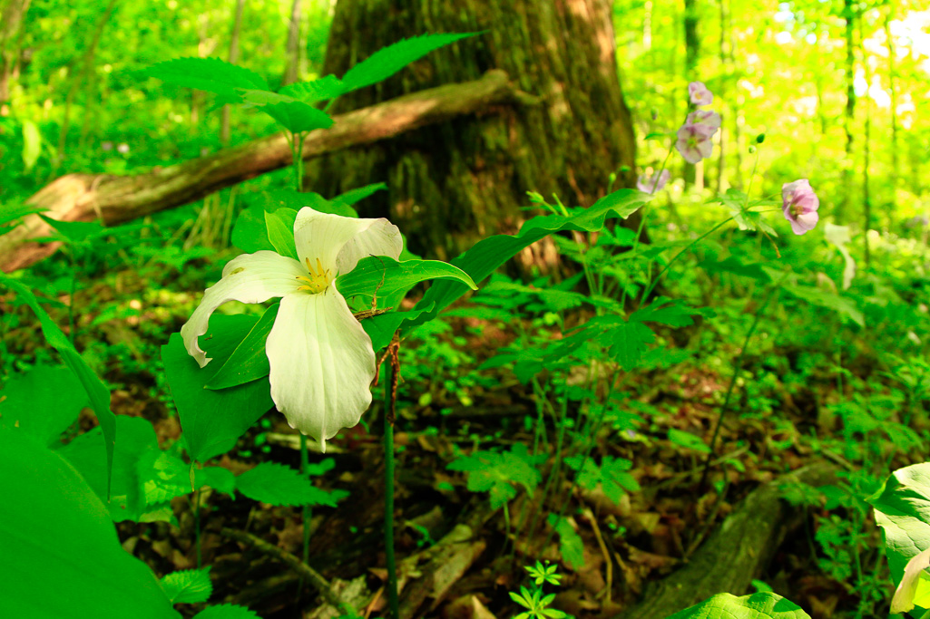 Large-flowered trillium - Clifton Gorge May 2013