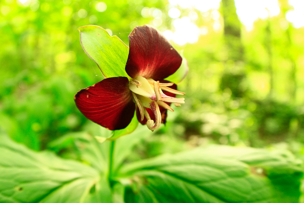 Red nodding trillium - Clifton Gorge May 2013