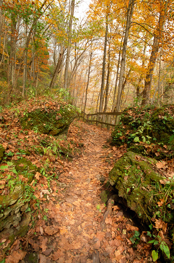 Leaf confetti - Clifton Gorge October 2001