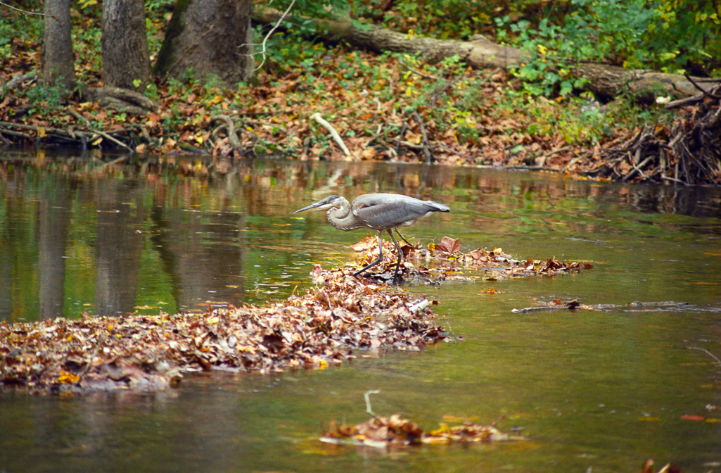 Great Blue Heron - Clifton Gorge October 2001