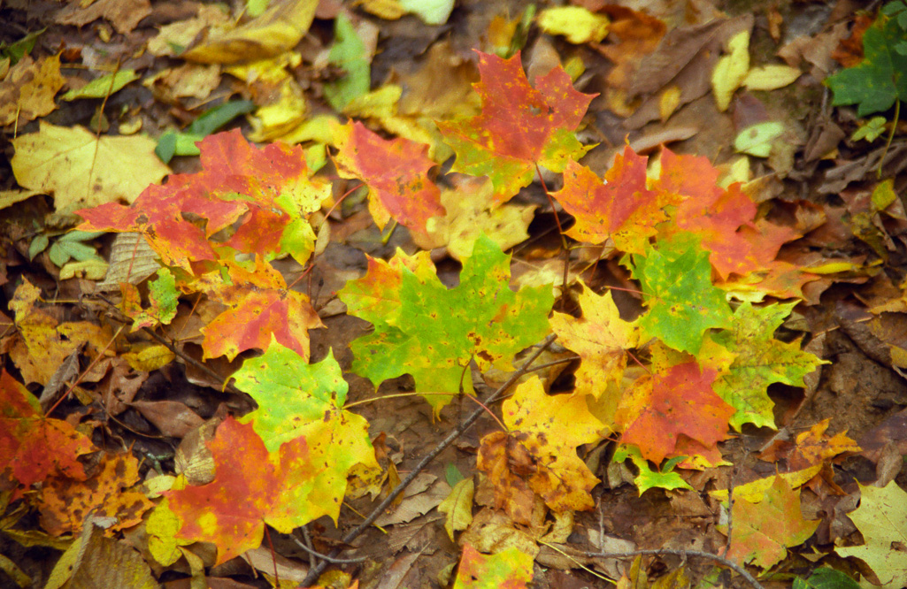 Colorful leaves - Clifton Gorge October 2001