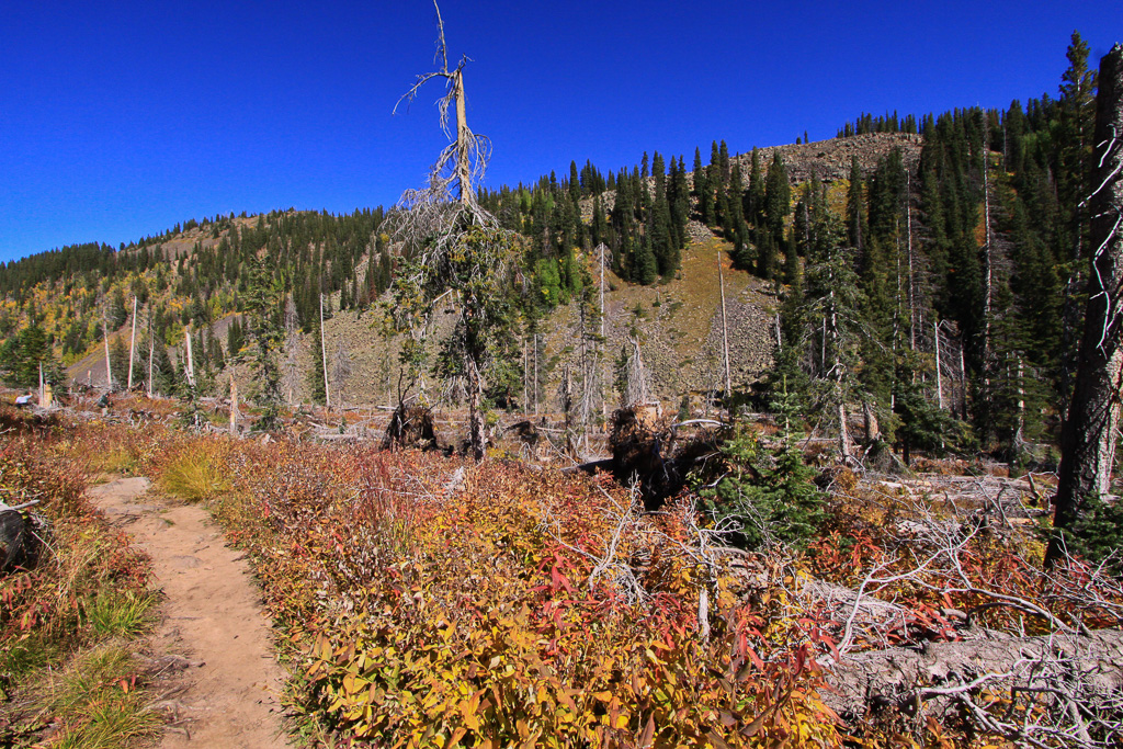 Hiking through fall foliage - Crag Crest