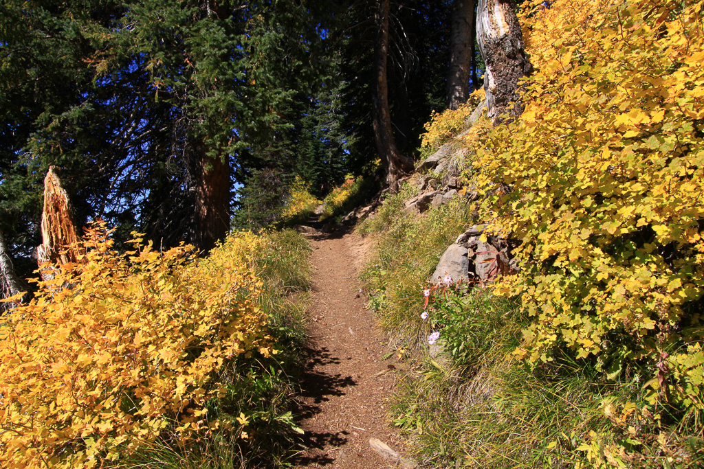 Heading into the pines - Crag Crest