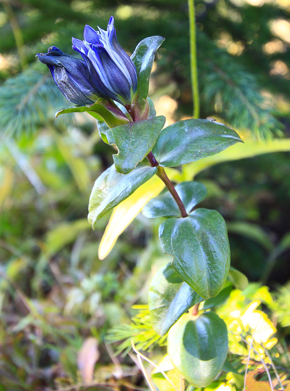 Mountain Gentian (Pneumonanthe parryi) - Crag Crest Trail