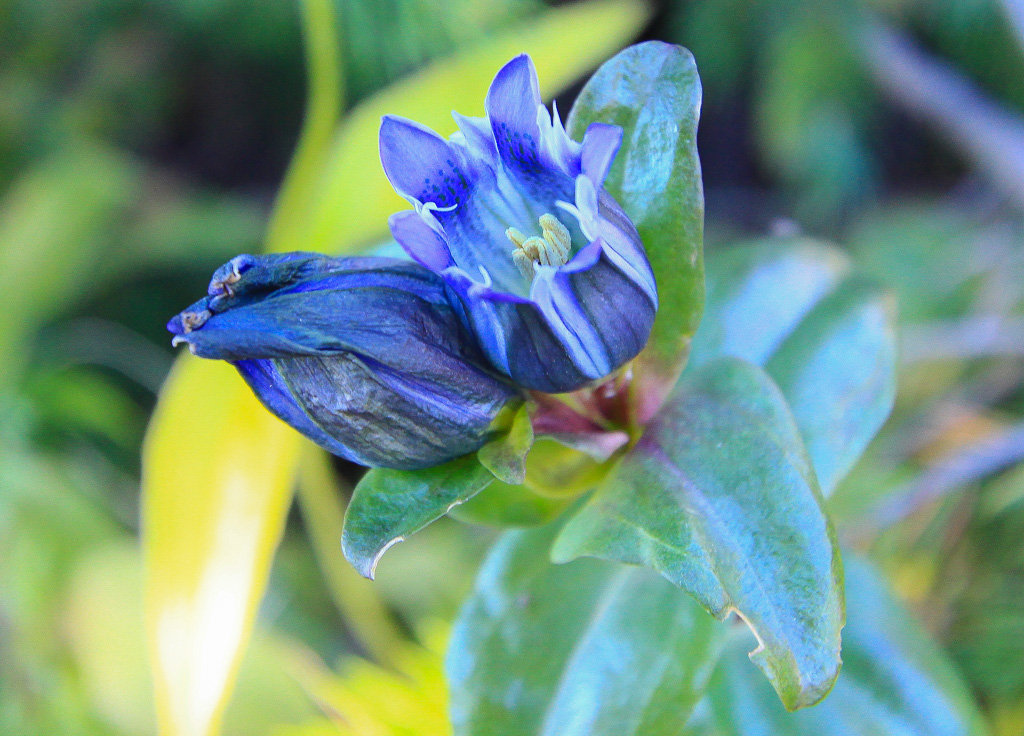 Gentian blooms - Crag Crest Trail