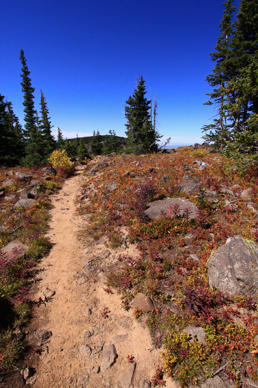 Beautiful ground cover - Crag Crest Trail