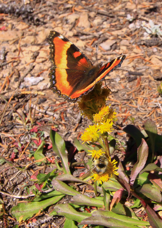 Milbert’s Tortoiseshell (Nymphalis milberti) - Crag Crest Trail