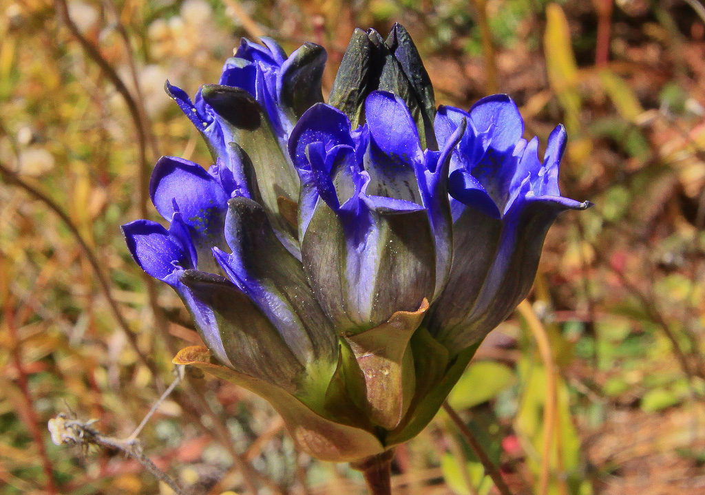 Deep purple blooms of mountain gentian - Crag Crest Trail, Colorado