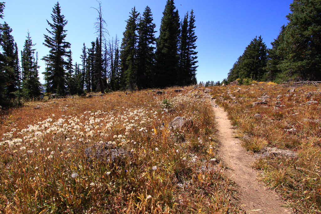 A few wildflowers still blooming in September - Crag Crest Trail