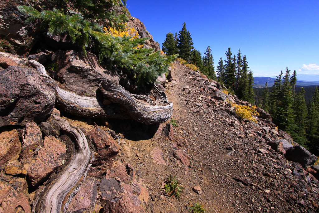Twisted roots along the trail - Crag Crest Trail