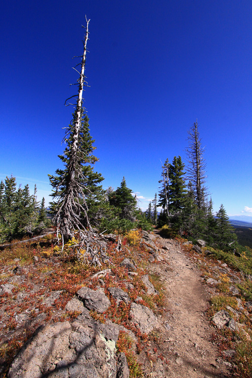 Spruce-fir forest atop the crest - Crag Crest Trail