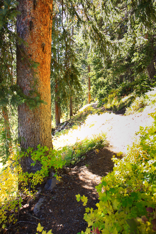 Sunlit forest - Crag Crest Trail