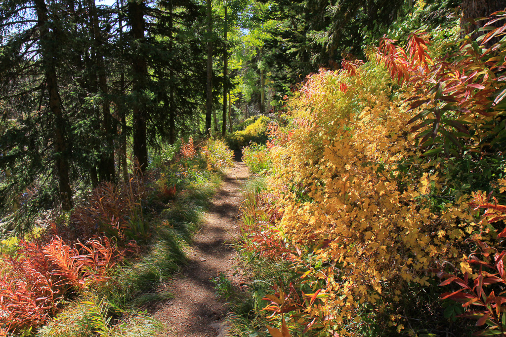 Fantastic trailside colors - Crag Crest Trail