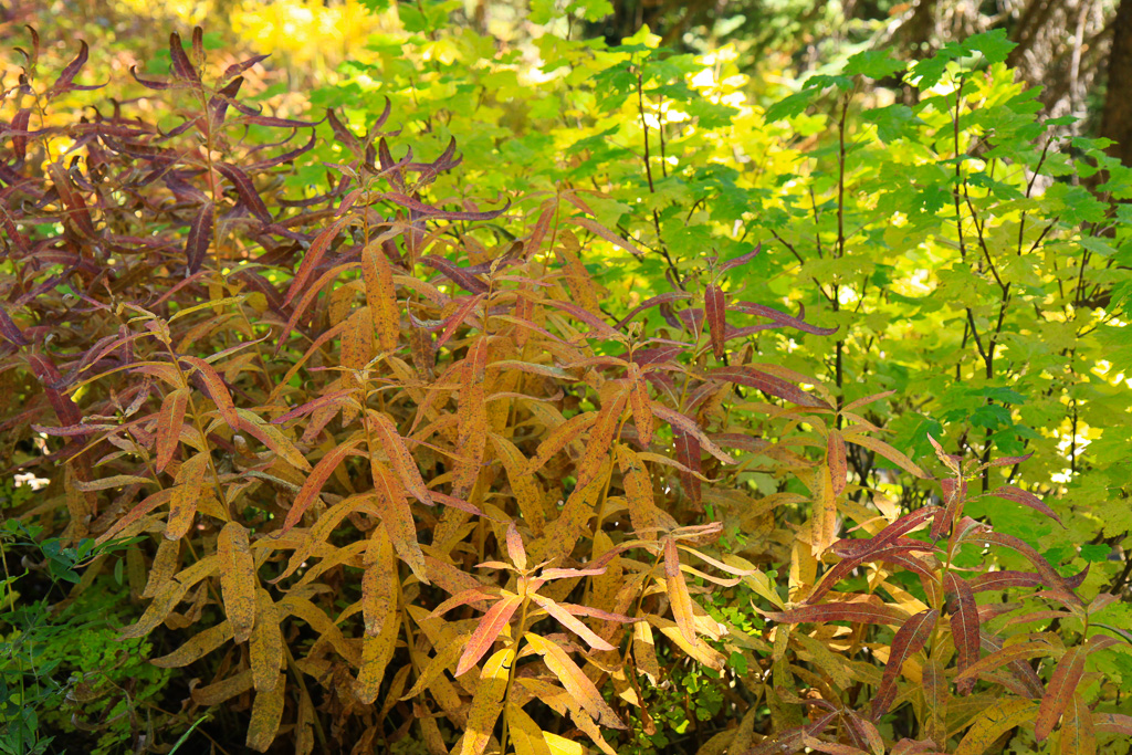 Fall color along the trail - Crag Crest Trail