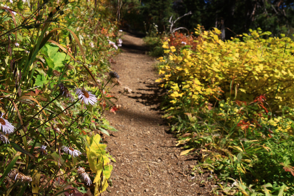 Asters still in bloom - Crag Crest Trail