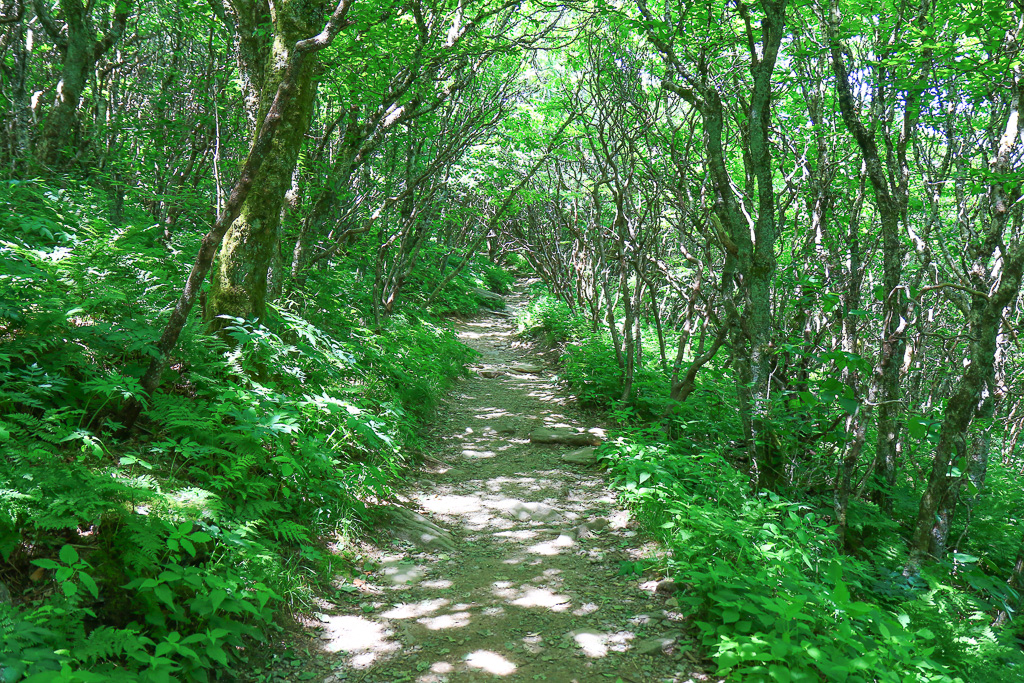 Twisted trees - Craggy Gardens