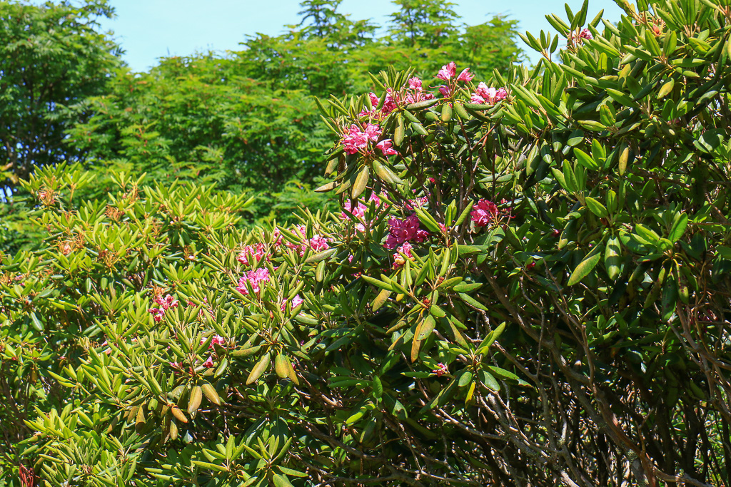 Rhodie Blooms - Craggy Gardens