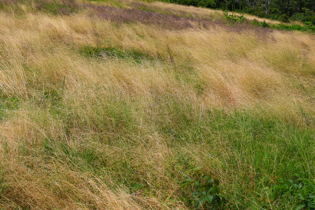 Tall grass meadow - Craggy Gardens