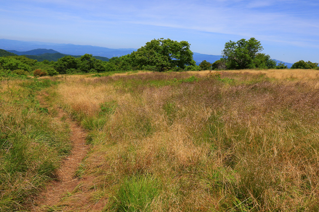 Grasses of Craggy Flats - Craggy Gardens