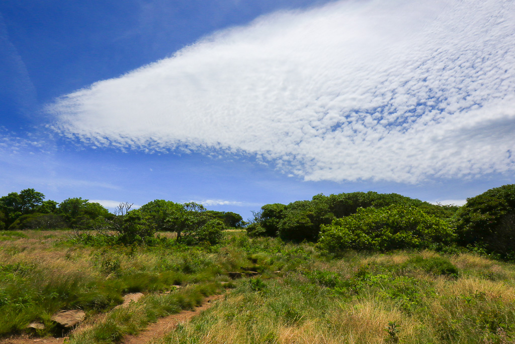 Open expanse - Craggy Gardens