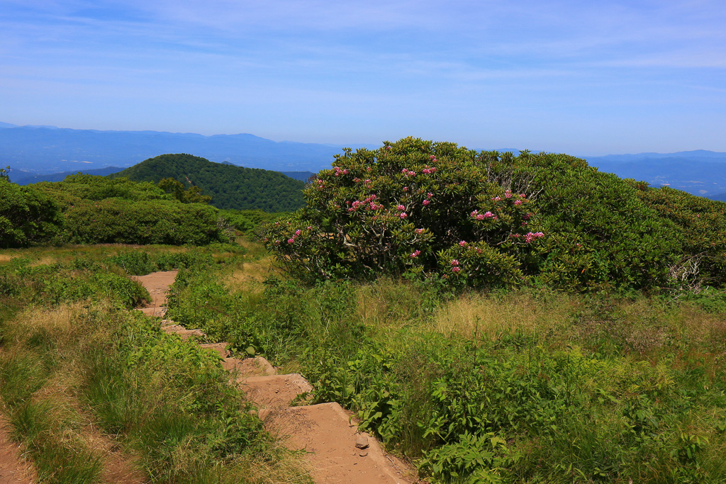 Rhodie thicket - Craggy Gardens