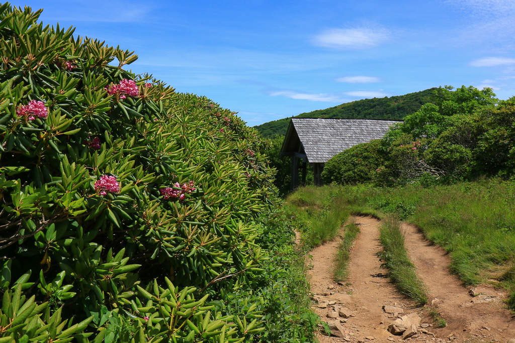 Rhodies and the Historic Shelter - Craggy Gardens