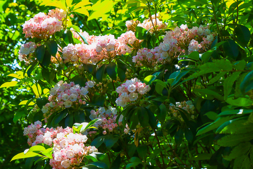 Mountain Laurel - Craggy Gardens