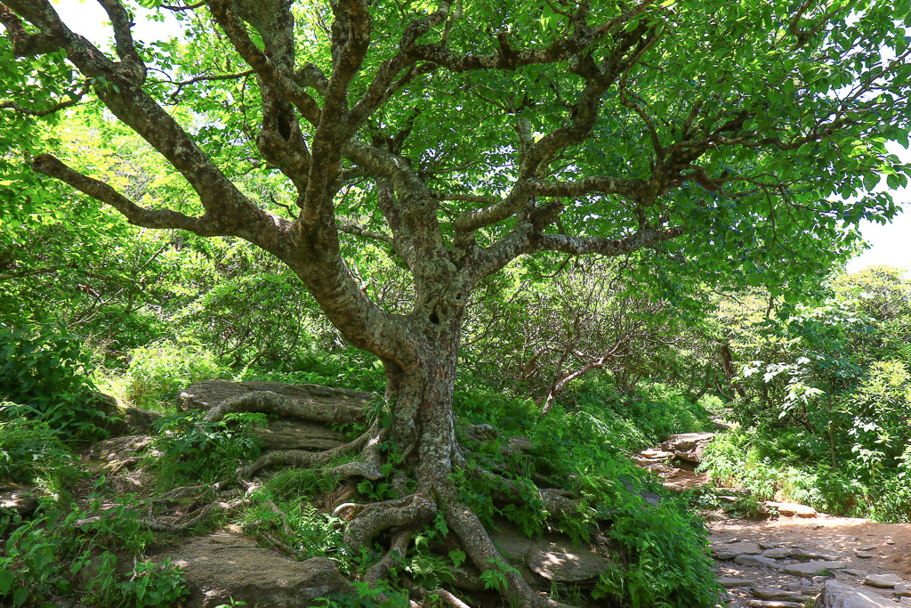 Twisted birch - Craggy Pinnacle