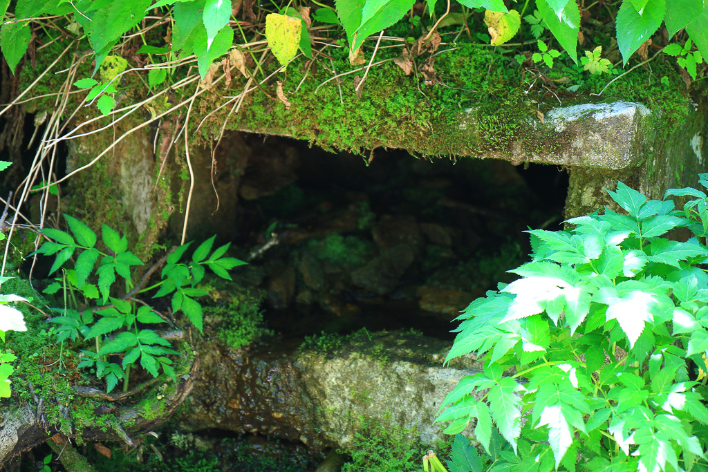 Freshwater spring - Craggy Pinnacle