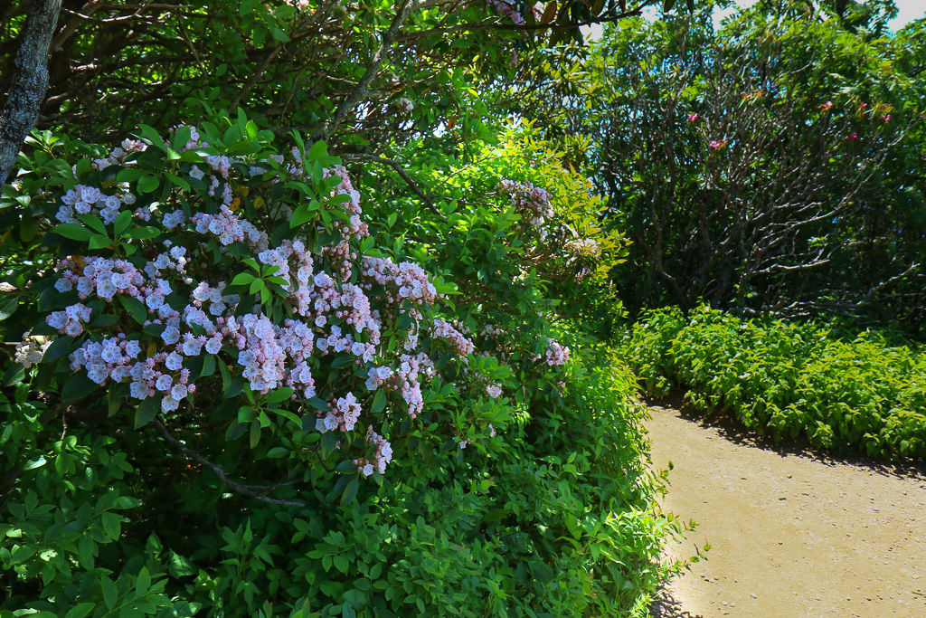 TRailside mountain laurel blooms - Craggy Pinnacle