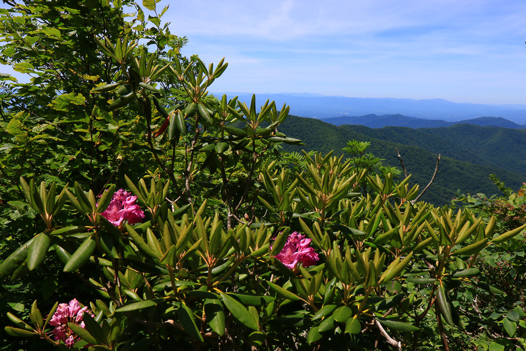 Catawba rhododendron blooms - Craggy Pinnacle