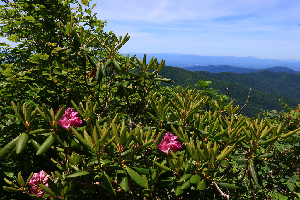 Catawba rhododendron blooms - Craggy Pinnacle