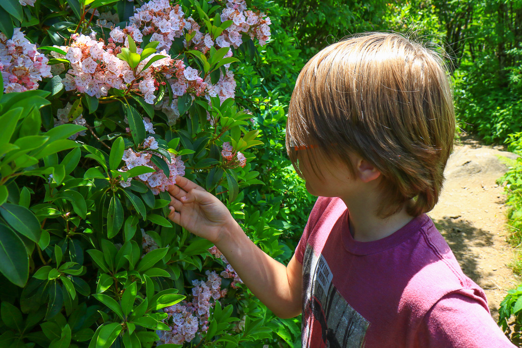 Cam admiring the mountain laurel - Craggy Pinnacle