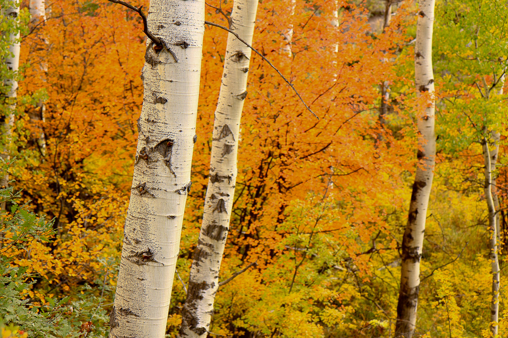 Fall colors - Crystal Mill 4WD Road