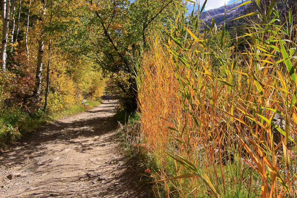 Autumn grasses - Crystal Mill 4WD Road