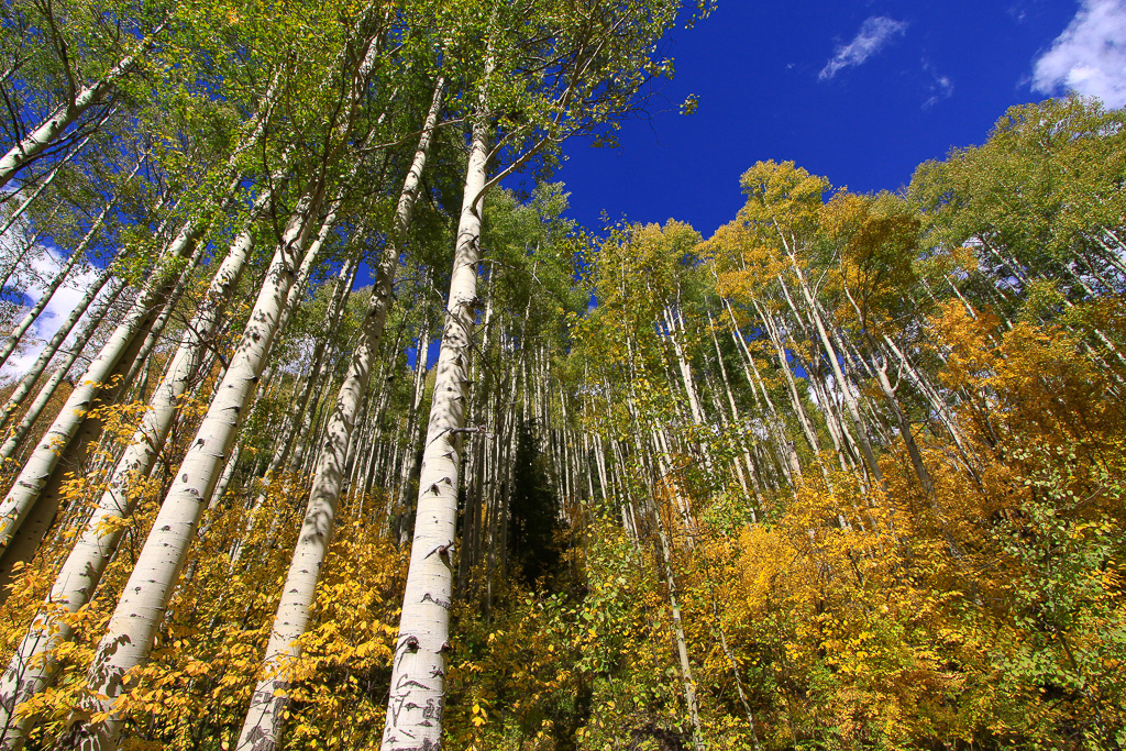 Aspen grove - Crystal Mill 4WD Road