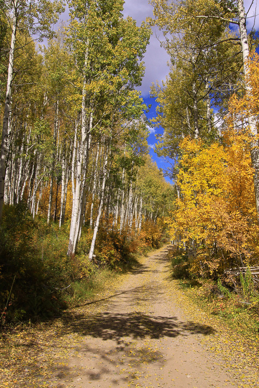 Aspen lined lane - Crystal Mill 4WD Road