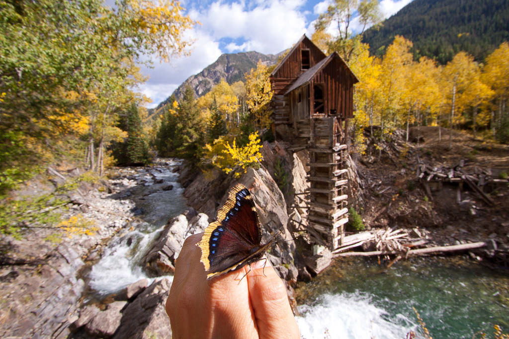 Mill and Mourning Cloak butterfly - Crystal Mill 4WD Road