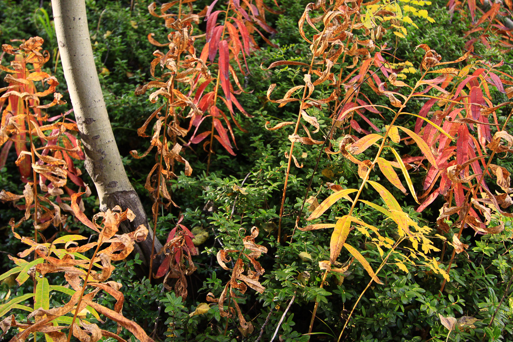 Colorful ground cover - Crystal Mill 4WD Road