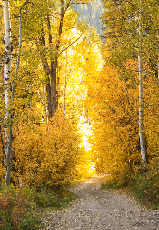 Glowing aspen - Crystal Mill 4WD Road